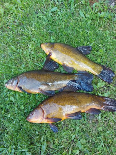 Tench