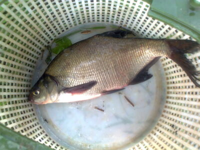 Carp bream, 0.5 kg — Pakumulšių I-asis