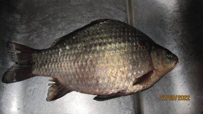 Prussian carp, 0.7 kg