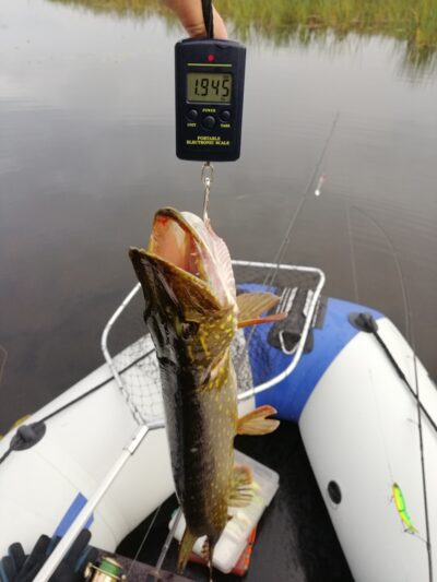 Northern Pike, 1.9 kg — Švainikų