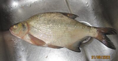 Carp bream, 0.6 kg — Pakumulšių I-asis