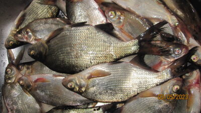 Carp bream ×24