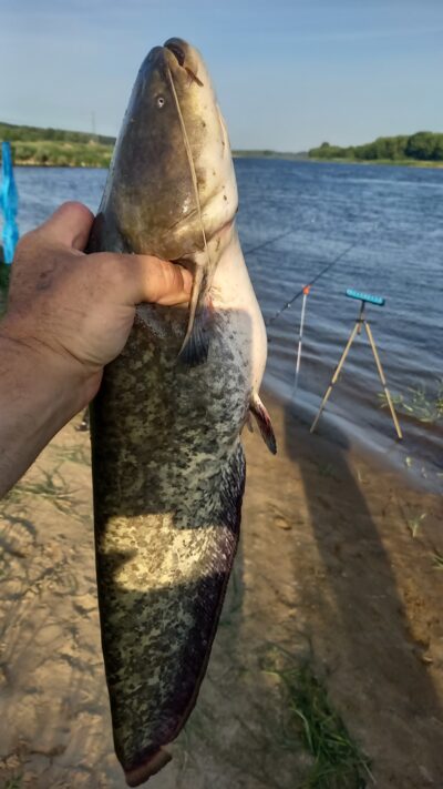 Wels catfish — Neman River