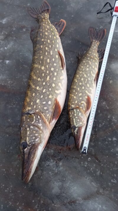 Northern Pike ×2 — Karklėnų