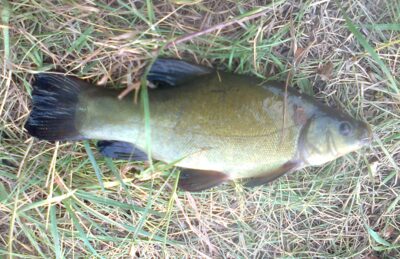 Tench — Pakumulšių I-asis