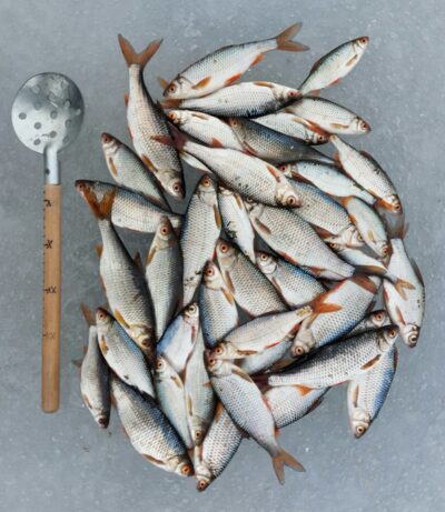 Roach ×43