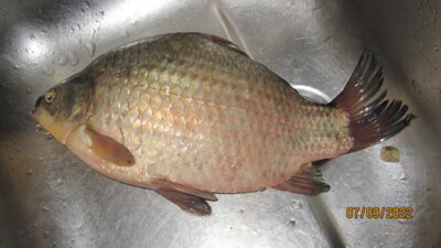 Prussian carp, 1.1 kg