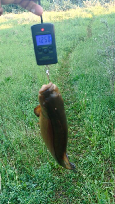 Tench, 1.2 kg