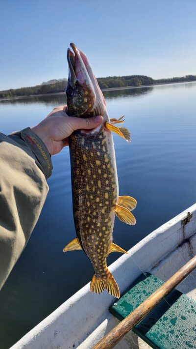 Northern Pike, 2.4 kg