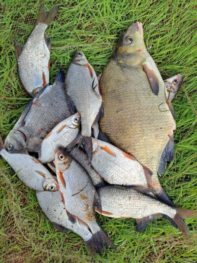 Carp bream ×2 — Neman River