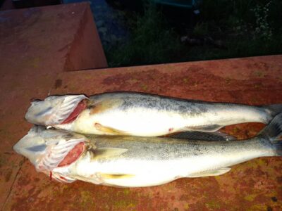 Pike perch