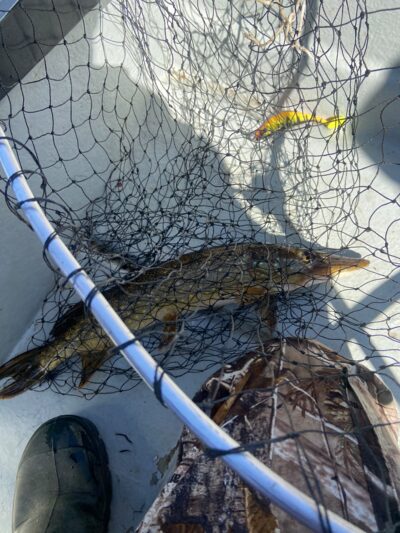 Northern Pike, 1.1 kg — Mūšėjus