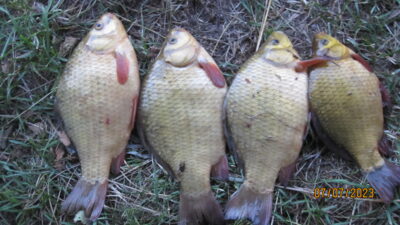 Crucian carp ×4 — Pakumulšių I-asis