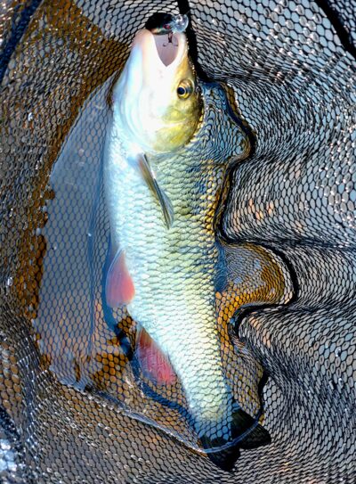 chub, 1.2 kg — Šventoji