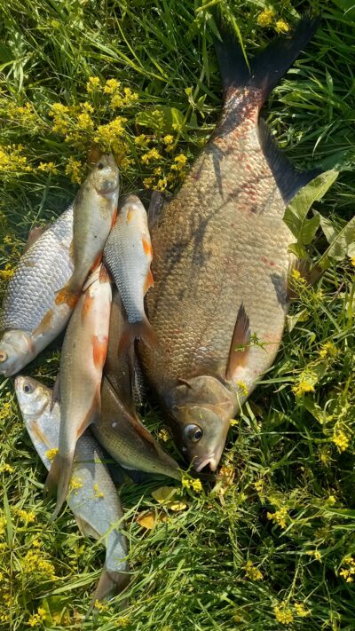 Carp bream, 1.5 kg — Neman River