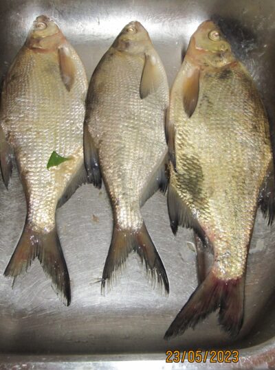 Carp bream ×3 — Pakumulšių I-asis