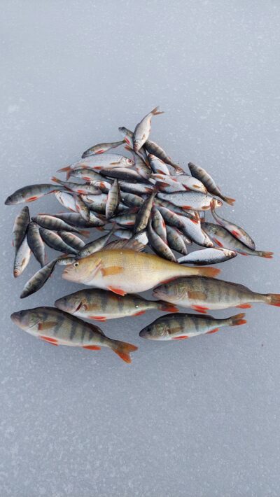 Eurasian perch ×4 — Stirniai