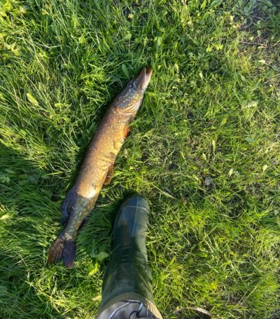 Northern Pike, 2.3 kg — Mūšėjus