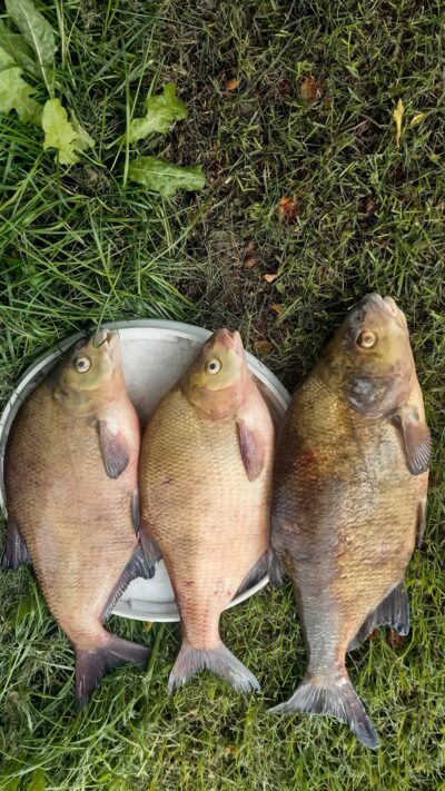 Carp bream ×3 — Neman River
