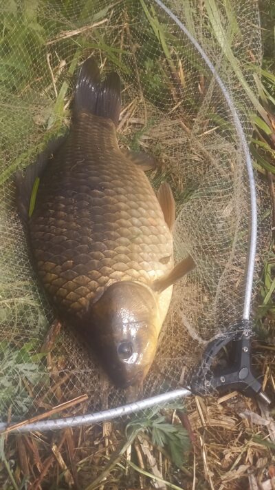 Prussian carp, 1.4 kg — Užvenčio