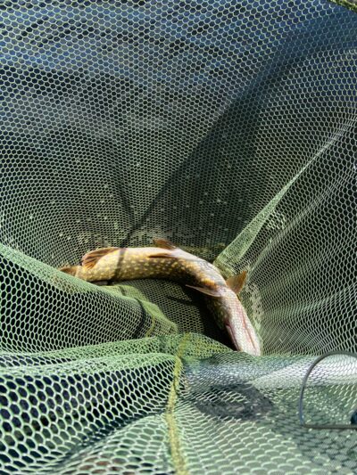 Northern Pike, 1.9 kg — Mūšėjus