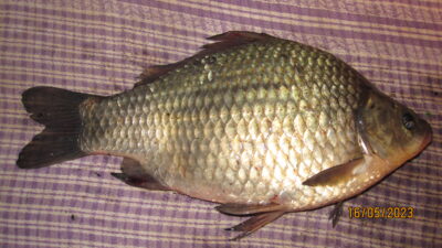 Prussian carp, 0.6 kg