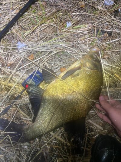 Carp bream, 1.8 kg — Rubikių