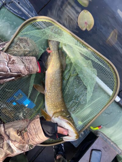Northern Pike, 4.5 kg — Mūšėjus