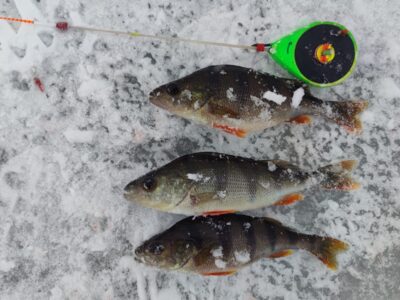 Eurasian perch