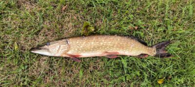 Northern Pike, 1.5 kg