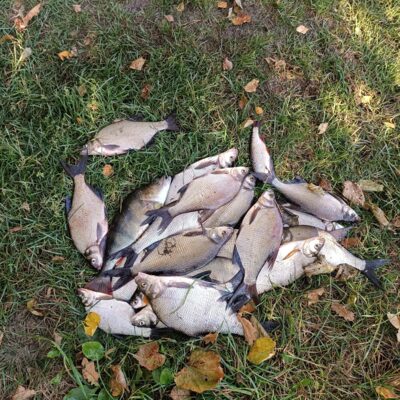 Carp bream — Sartai
