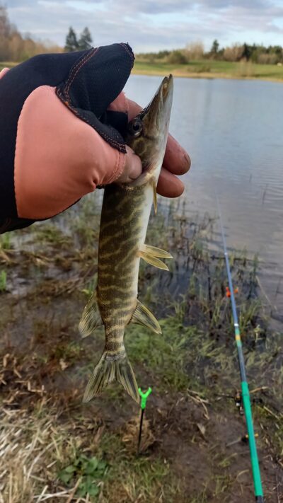 Northern Pike, 0.1 kg — Vėjinės