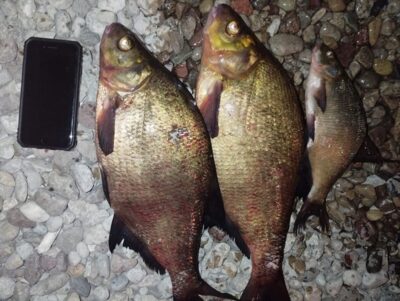 Carp bream ×3 — Rimietis