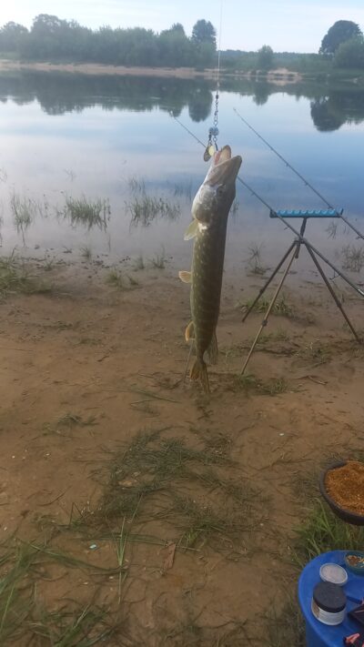 Northern Pike — Neman River