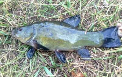 Tench
