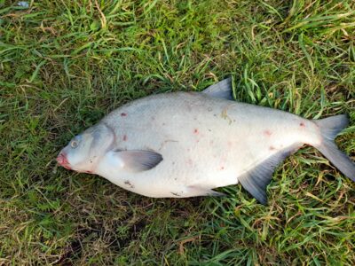 Carp bream