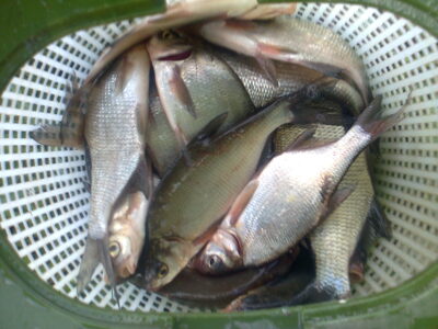 Carp bream ×17