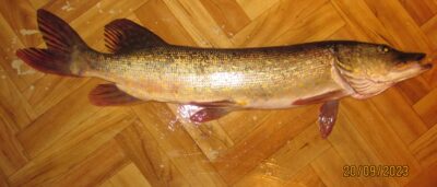 Northern Pike, 2.2 kg — Pakumulšių I-asis