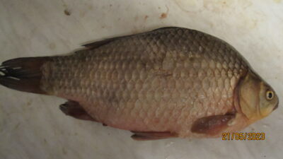 Prussian carp, 1.0 kg