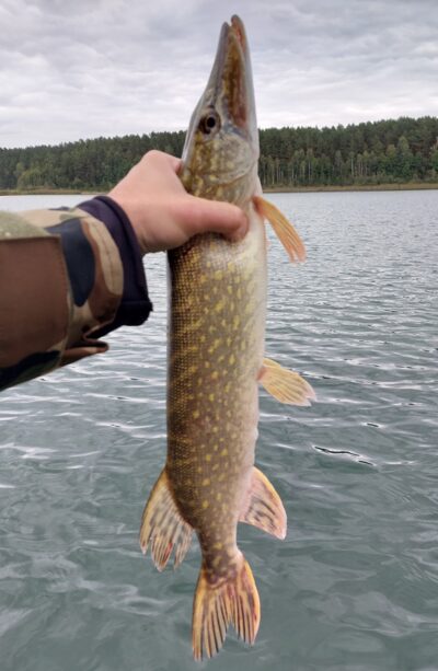 Northern Pike, 1.1 kg