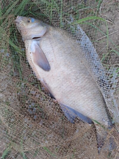 Carp bream, 1.7 kg — Neman River