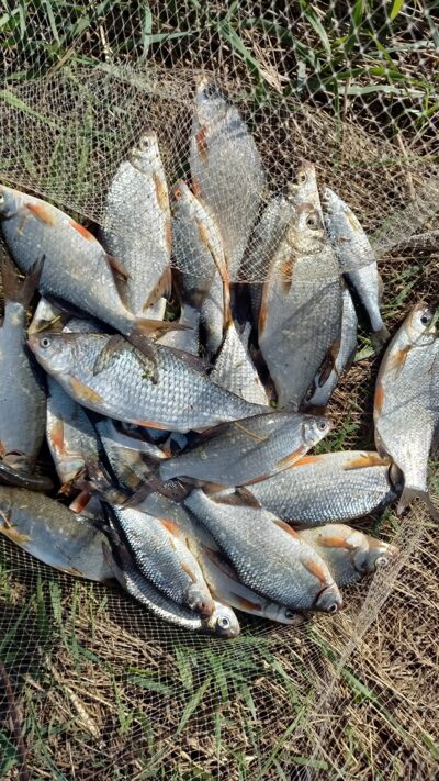 Roach ×10 — Neman River