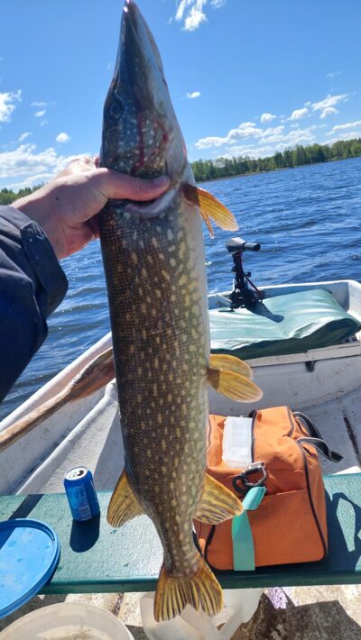 Northern Pike — Stirniai