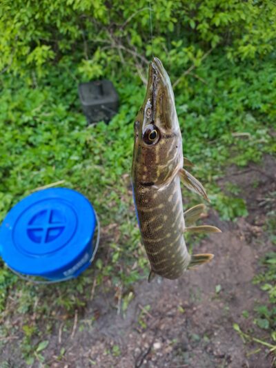 Northern Pike — Dubysa
