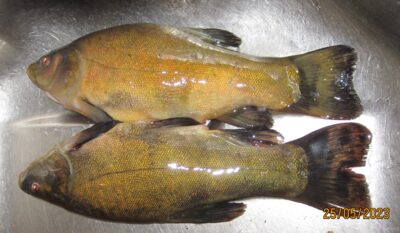 Tench ×2 — Pakumulšių I-asis
