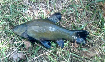 Tench