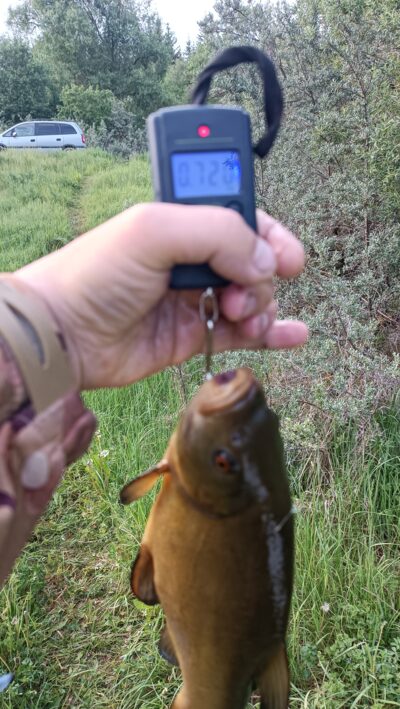 Tench, 0.7 kg