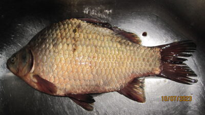 Prussian carp, 0.8 kg — Pakumulšių I-asis
