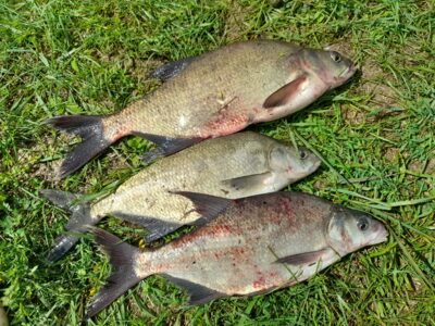 Carp bream — Neman River