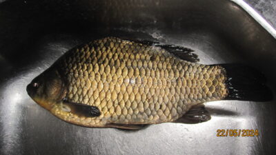 Prussian carp, 0.9 kg — Pakumulšių I-asis